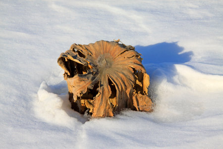 Dry leaves and straw in the snow, closeup of photoの写真素材