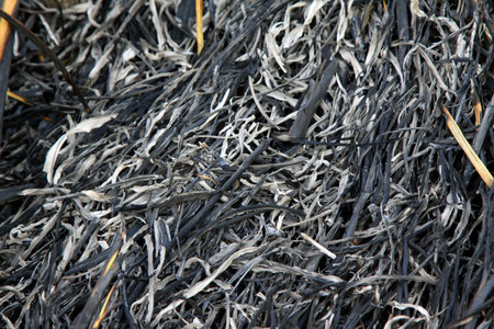 grass ashes, closeup of photoの写真素材