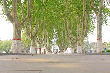 green trees in a park, closeup of photoの写真素材