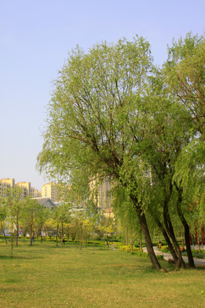 Willow and grass in the park, closeup of photoの写真素材