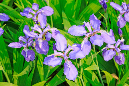 blue irises flowers, closeup of photo