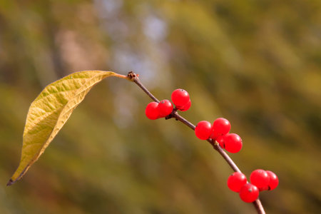 Lonicera maackii red spherical fruit in a park, closeup of photo