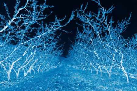 Peach garden scenery in the spring, beijing, chinaの写真素材