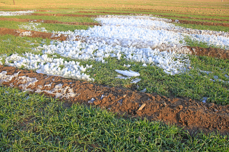 ice and snow in wheat fields, closeup of photoの写真素材