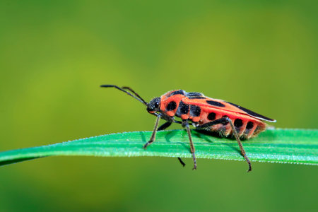 stinkbug on the plant, closeup of photo