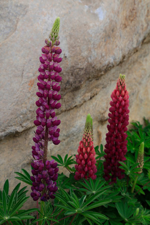 lupin flowers, closeup of photo
