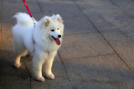 White samoyeds dog in the parkの写真素材