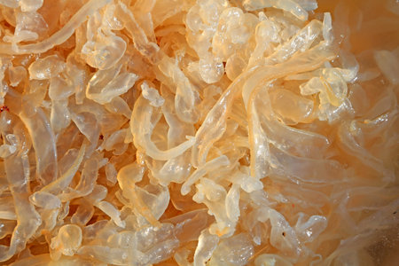 Jellyfish