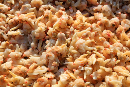 Clam meat piled up together