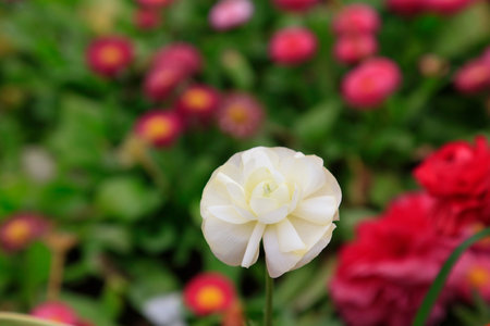 ranunculus flowers, close up of photo