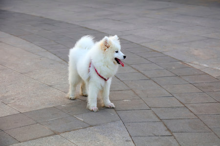 White samoyeds dog in the parkの写真素材