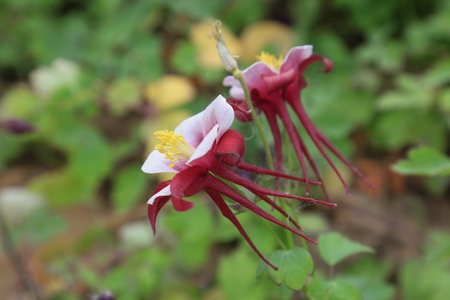 garden columbine flowers, closeup of photoの写真素材