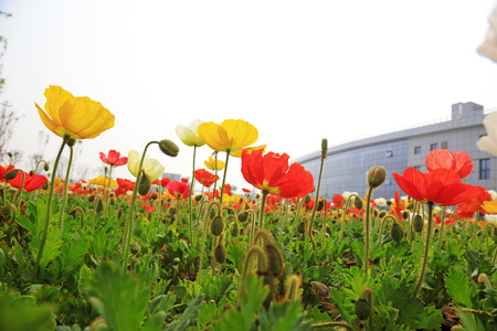 corn poppy flowers and buildings, closeup of photoのeditorial素材