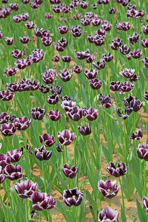 Tulips flowers in the gardenの写真素材