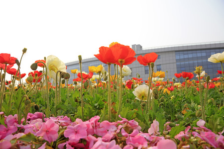 corn poppy flowers and buildings, closeup of photoのeditorial素材