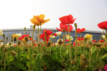 corn poppy flowers and buildings, closeup of photoのeditorial素材