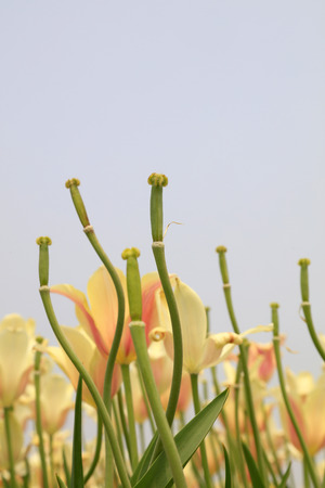 tulip flowers in a gardenの写真素材