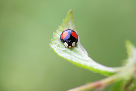 Lady beetles on plant leaves, closeup of photoの写真素材
