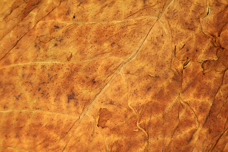 tobacco leaves, closeup of photoの写真素材