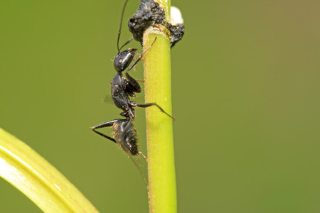 Camponotus japonicus on plant in the wildの写真素材