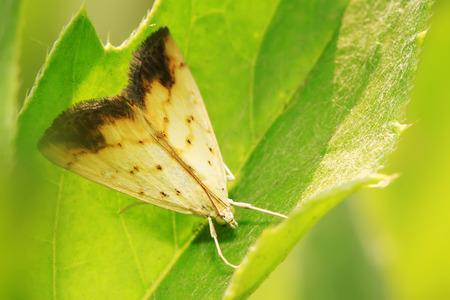 Moth insect on plant in the wildの写真素材