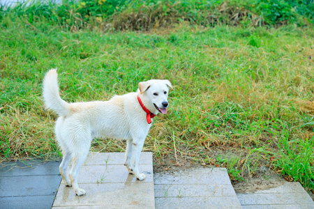 white pet dog in the park