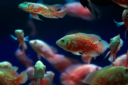 Ornamental fish - map fish