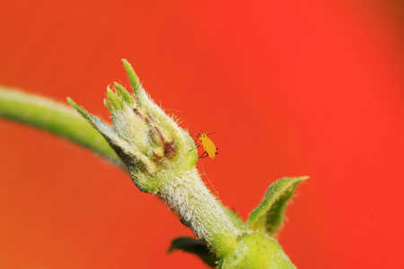 Yellow aphid in plant stemの写真素材