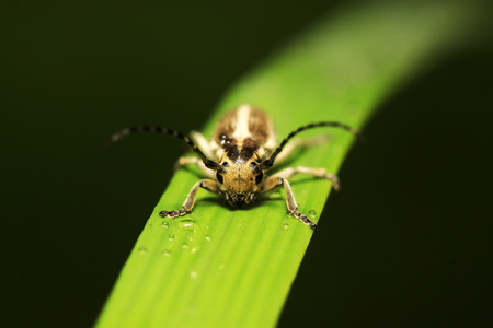 longicorn on green leavesの写真素材