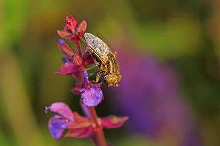 Eristalis arvorum on plant in the wildの写真素材