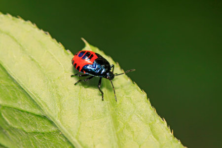 Zicrona caerulea on plant in the wild