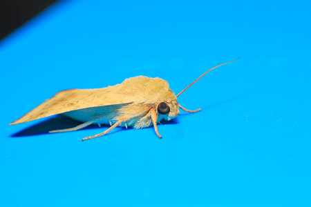 Moth insects on plant in the wild