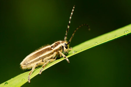 longicorn on green leaves