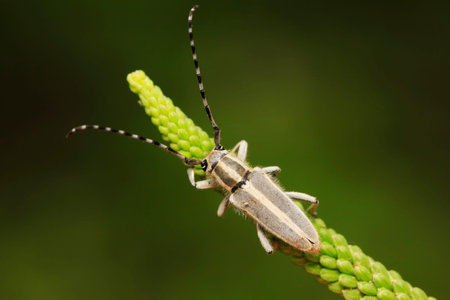 longicorn on green leaves