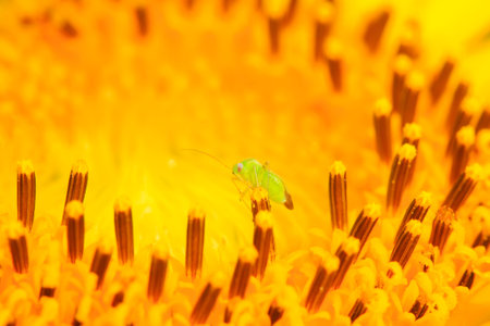 stinkbug on green leaf in the wild