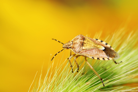 stinkbug on green leaf in the wildの写真素材