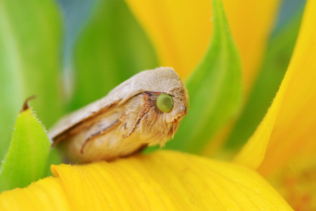 Moth insects on plant in the wildの写真素材