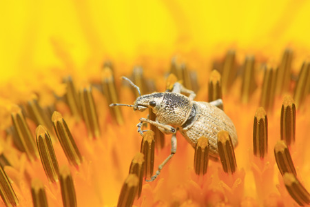 weevil on plant in the wildの写真素材