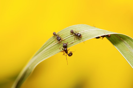Formicidae insects on plant in the wildの写真素材