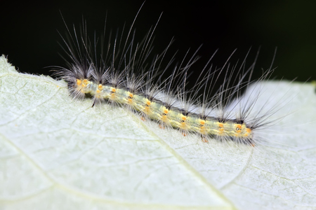 caterpillar on green leaf, closeup of photoの写真素材