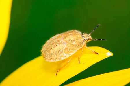 stinkbug on plant in the wild