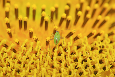 stinkbug on green leaf in the wildの写真素材