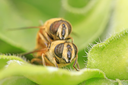 Syrphidae on plant in the wildの写真素材
