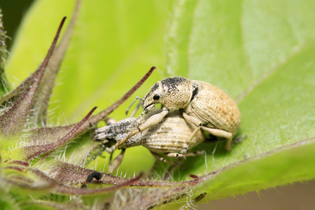 weevil on plant in the wildの写真素材