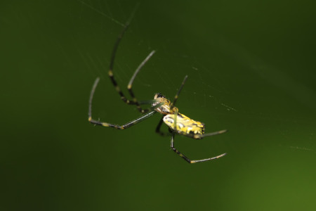 Nephila clavata in the wildの写真素材