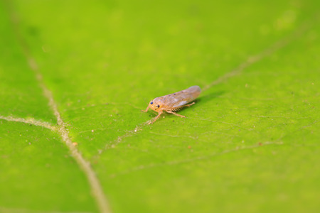 leafhopper on plant in the wildの写真素材