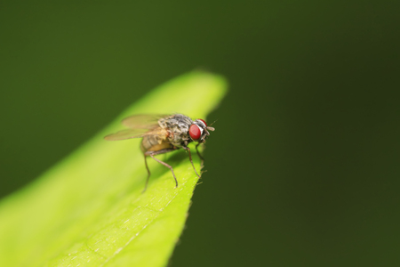 Tachinidae on plant in the wildの写真素材