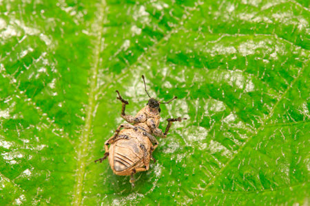 snout beetle on plant in the wild