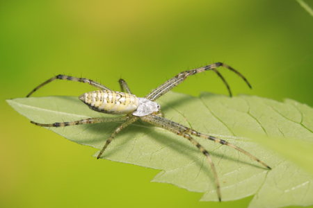 Argiope bruennichi larvae in the wildの写真素材