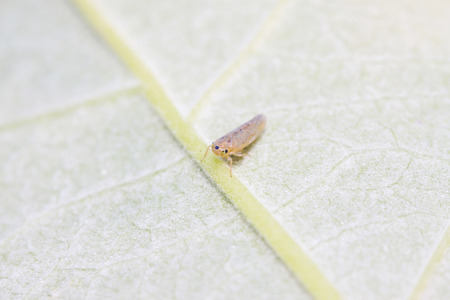 leafhopper on plant in the wildの写真素材